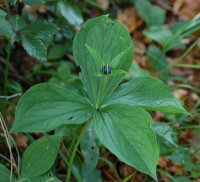 Herb Paris paris quadrifolia